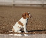 Small Photo #6 Brittany Puppy For Sale in HORTENSE, GA, USA