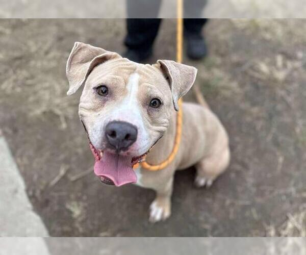 Medium Photo #1 Mutt Puppy For Sale in Modesto, CA, USA