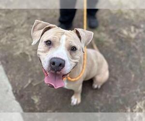 Mutt Dogs for adoption in Modesto, CA, USA