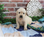 Small #4 Golden Retriever
