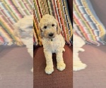 Puppy Pickles Goldendoodle