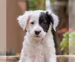 Small #1 Labrador Retriever Mix