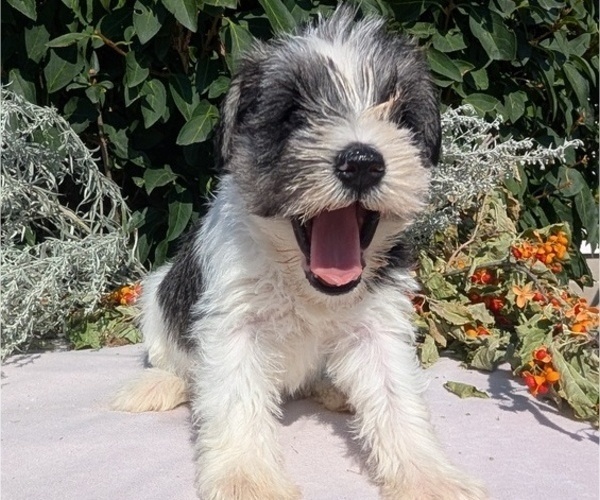 Medium Photo #66 Schnauzer (Miniature) Puppy For Sale in GOSHEN, IN, USA