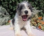 Small #4 Schnauzer (Miniature)