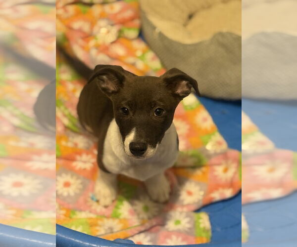 Medium Photo #2 Jack Chi Puppy For Sale in Slidell, LA, USA