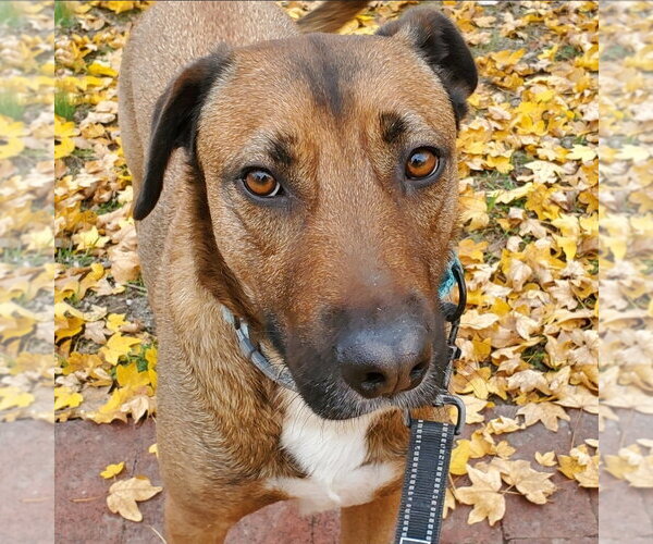 Medium Photo #19 Mutt Puppy For Sale in Westminster, MD, USA
