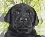 Small #1 Labrador Retriever
