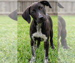 Small #1 Labrador Retriever Mix