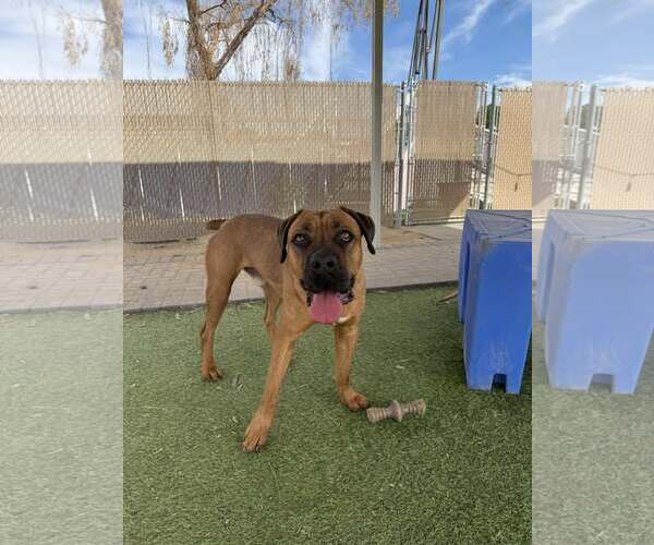 Medium Photo #2 Mastiff Puppy For Sale in Goodyear, AZ, USA