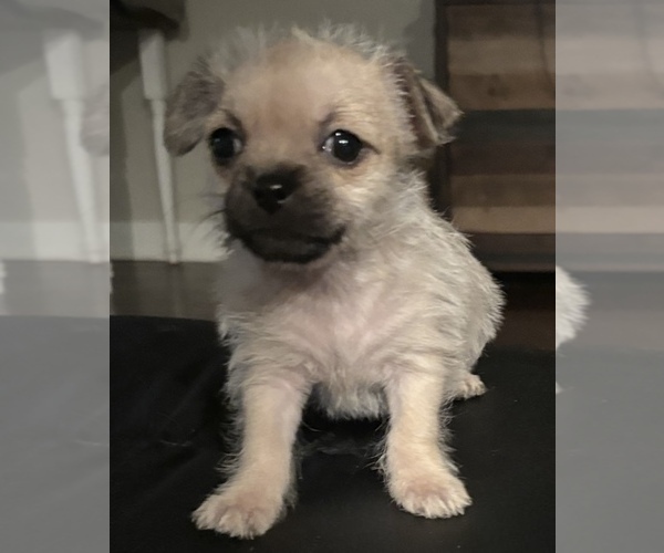 Medium Photo #15 American Eskimo Dog-Pug Mix Puppy For Sale in THOMASVILLE, NC, USA