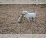 Small Photo #5 Labrador Retriever Puppy For Sale in GRAND RAPIDS, MN, USA
