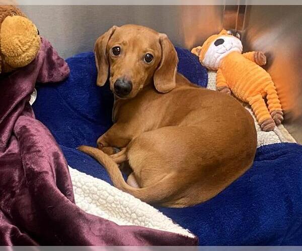 Medium Photo #1 Dachshund Puppy For Sale in Orange, CA, USA