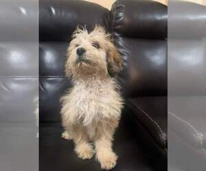 Aussiedoodle Miniature  Puppy for sale in OXFORD, WI, USA