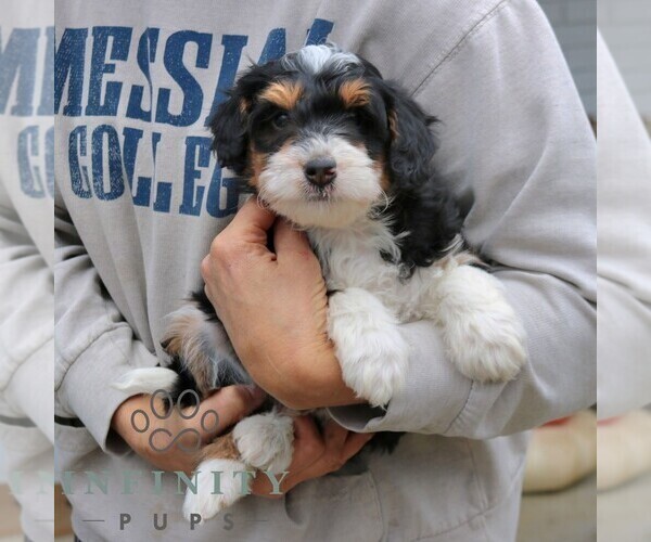 Medium Photo #3 Bernedoodle (Miniature) Puppy For Sale in NARVON, PA, USA