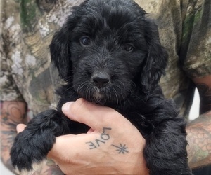 Bernedoodle Puppy for sale in WACO, TX, USA
