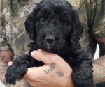 Image preview for Ad Listing. Nickname: Boomer