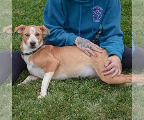 Medium Photo #4 Labrador Retriever-Red Heeler Mix Puppy For Sale in Huntley, IL, USA