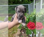 Small Photo #10 Great Dane Puppy For Sale in GREENVILLE, NC, USA