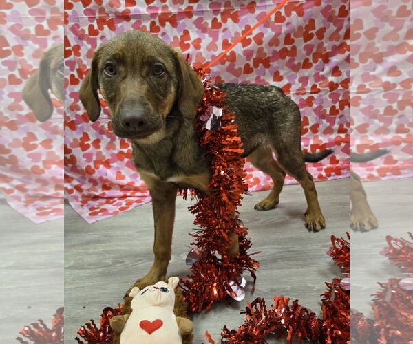 Medium Photo #4 Shepradors Puppy For Sale in Attalka, AL, USA