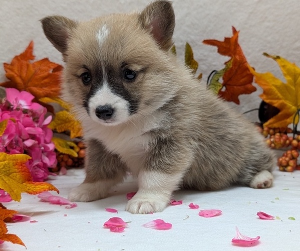 Medium Photo #8 Pembroke Welsh Corgi Puppy For Sale in GOSHEN, IN, USA