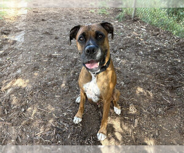 Medium Photo #2 Boxer-Unknown Mix Puppy For Sale in Denver, CO, USA