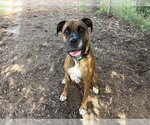 Small Photo #2 Boxer-Unknown Mix Puppy For Sale in Denver, CO, USA