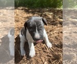 Small Photo #2 Rat Terrier Puppy For Sale in HARRISONBURG, VA, USA