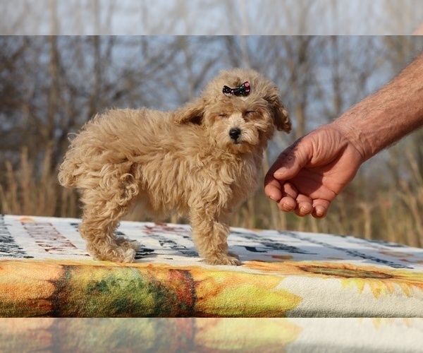 Medium Photo #17 Poodle (Toy) Puppy For Sale in DYERSBURG, TN, USA