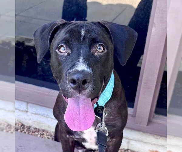 Medium Photo #3 Labrador Retriever-Unknown Mix Puppy For Sale in San Juan Capistrano, CA, USA
