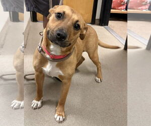 Black Mouth Cur Dogs for adoption in Sanford, FL, USA