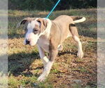 Small #2 Bulldog Mix