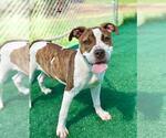 Small #5 American Pit Bull Terrier