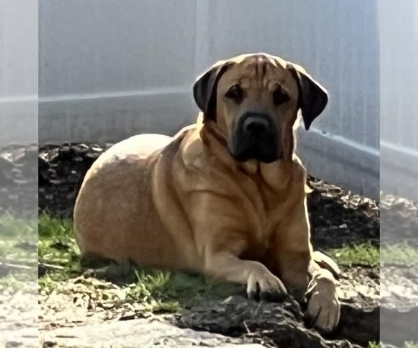 Medium Photo #8 Mastiff Puppy For Sale in Chester, NJ, USA