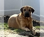 Small #7 Mastiff