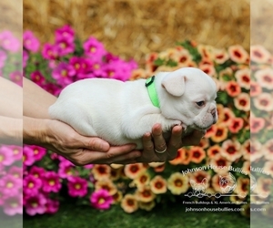 French Bulldog Puppy for sale in JACKSON, TN, USA