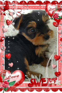 Medium Photo #1 Yorkshire Terrier Puppy For Sale in DOUGLAS, GA, USA