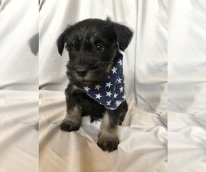 Schnauzer (Miniature) Litter for sale in SCHWENKSVILLE, PA, USA