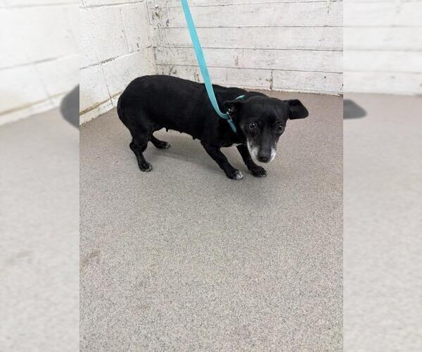 Medium Photo #1 Chihuahua Puppy For Sale in San Bernardino, CA, USA