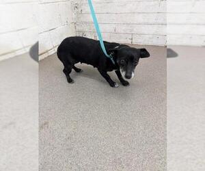 Chihuahua Dogs for adoption in San Bernardino, CA, USA