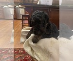Puppy Sledge Green Poodle (Standard)