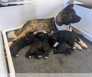 Mother of the Akita puppies born on 01/13/2022