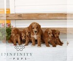 Small #1 Poodle (Miniature)