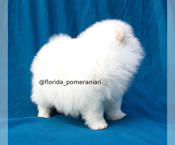 Medium Photo #11 Pomeranian Puppy For Sale in PALM BCH GDNS, FL, USA
