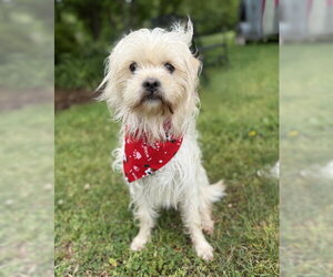 Shih Tzu-Unknown Mix Dogs for adoption in Warrenton, VA, USA