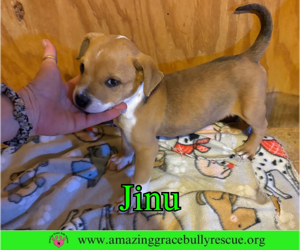 Medium Photo #3 Bulldog-Unknown Mix Puppy For Sale in Pensacola, FL, USA