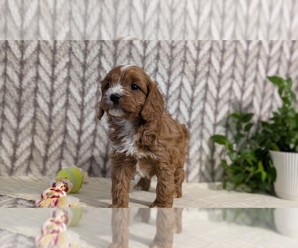 Medium Photo #11 Cavapoo (Miniature) Puppy For Sale in GOSHEN, IN, USA