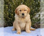 Small Photo #1 Golden Retriever Puppy For Sale in LITITZ, PA, USA