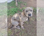 Small #6 American Staffordshire Terrier Mix
