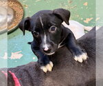 Small #2 American Staffordshire Terrier Mix