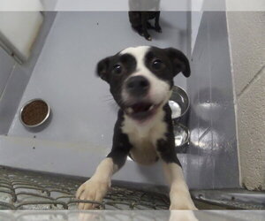 Mutt Dogs for adoption in Augusta, GA, USA
